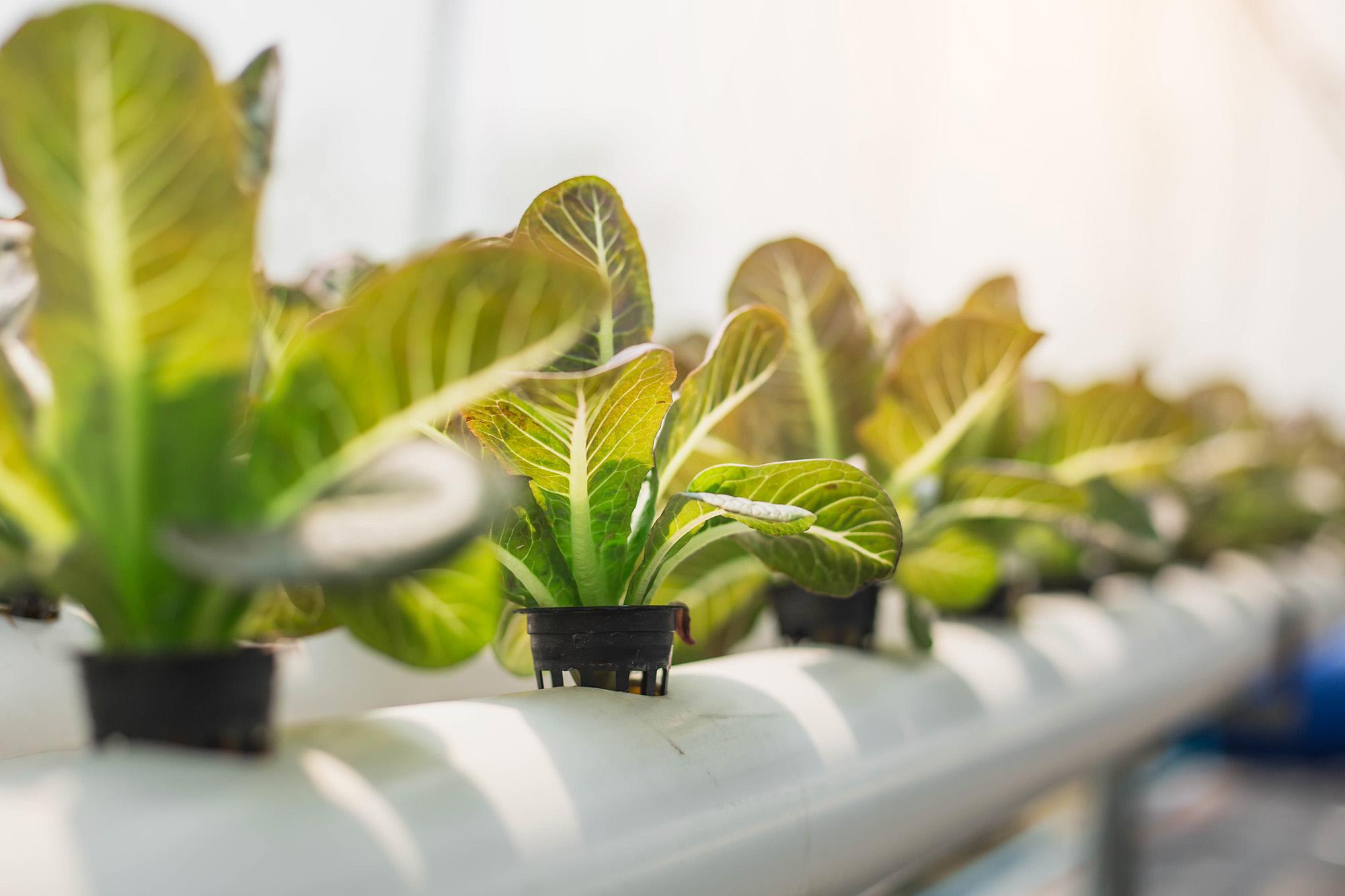 Hydroponics,organic,Fresh,Harvested,Vegetables,farmers,Looking,Fresh,Vegetables.,Farmers,Working,With