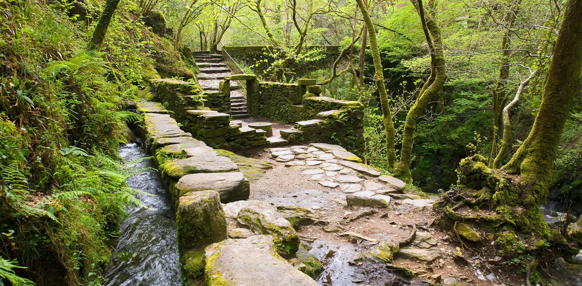 Ruins,In,The,Middle,Of,The,Forest,In,Galicia,,Spain.