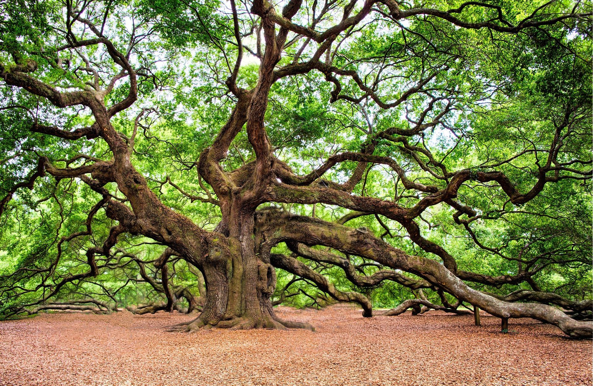 roble